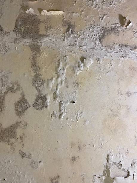 Best Mold Damage Repair  in Lakemont, PA